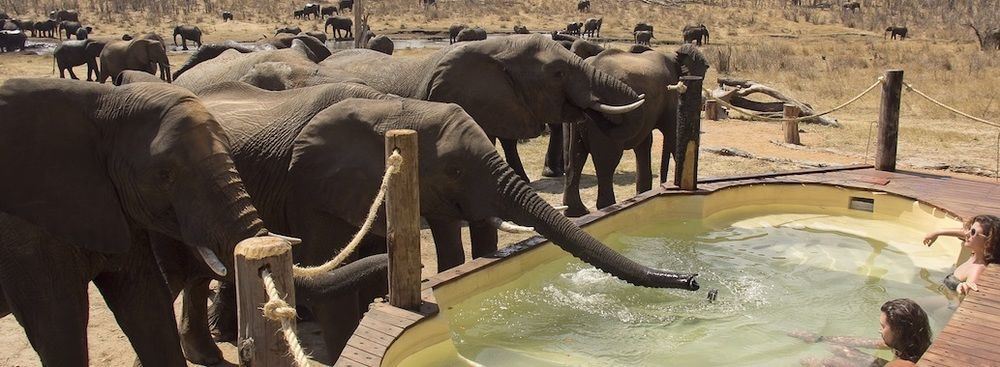 Ivory Lodge Dete Zewnętrze zdjęcie